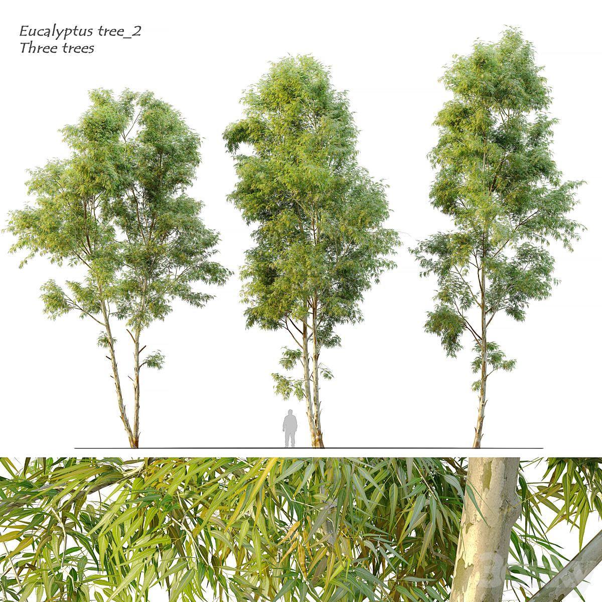 Eucalyptus 2_小熊猫超级