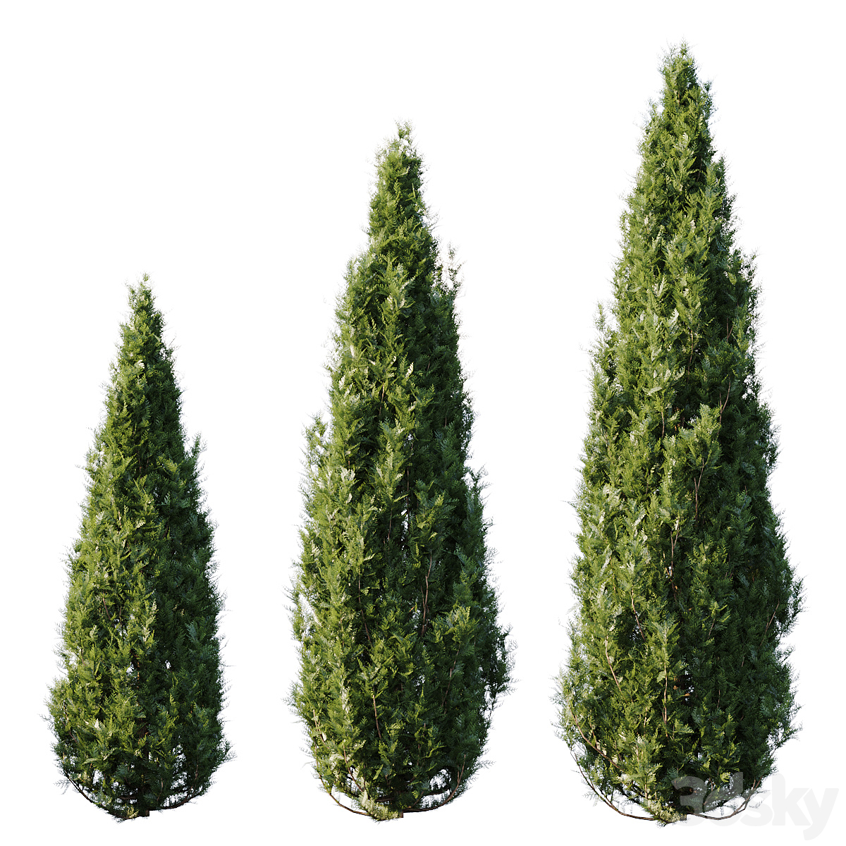 Thuja_小熊猫超级