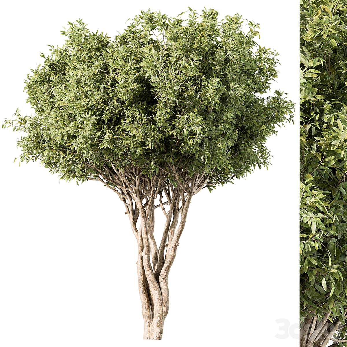 Tree-套装139( )_小熊猫超级