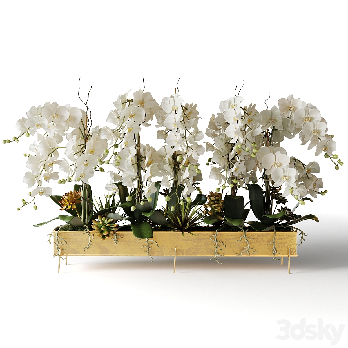 027 01 Orchid max2015_小熊猫超级