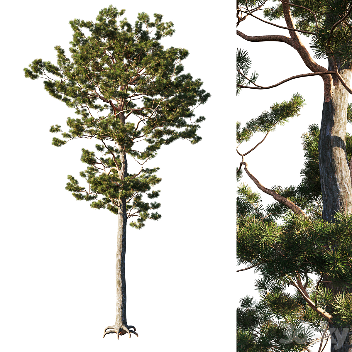 Pinus sylvestris tree 2014_小熊猫超级