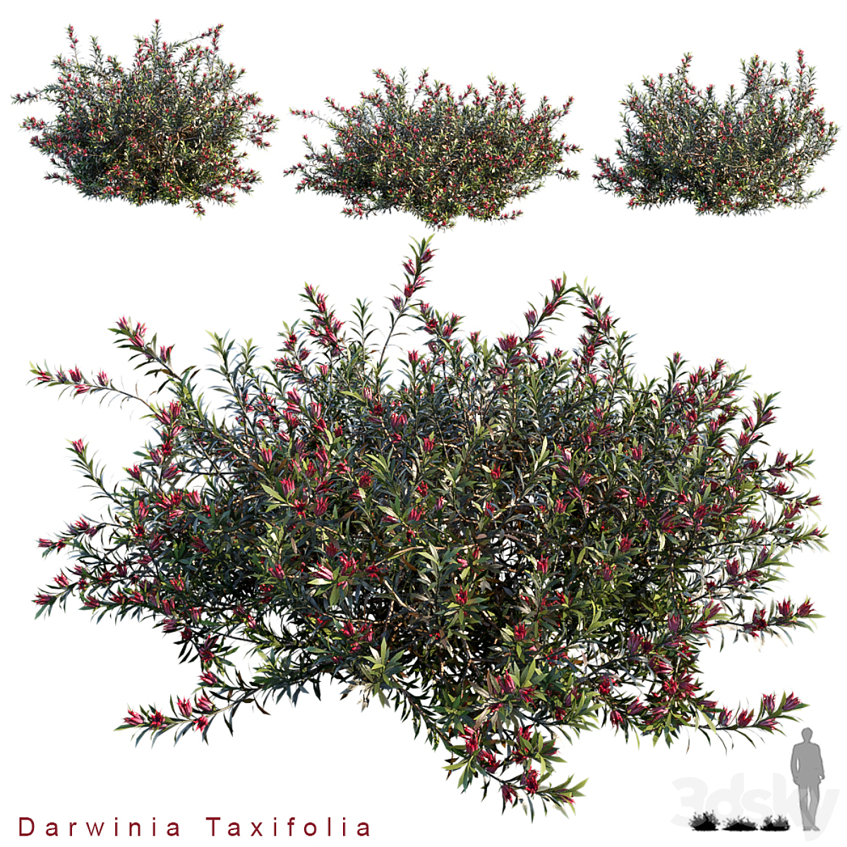 Darwinia taxifolia_小熊猫超级