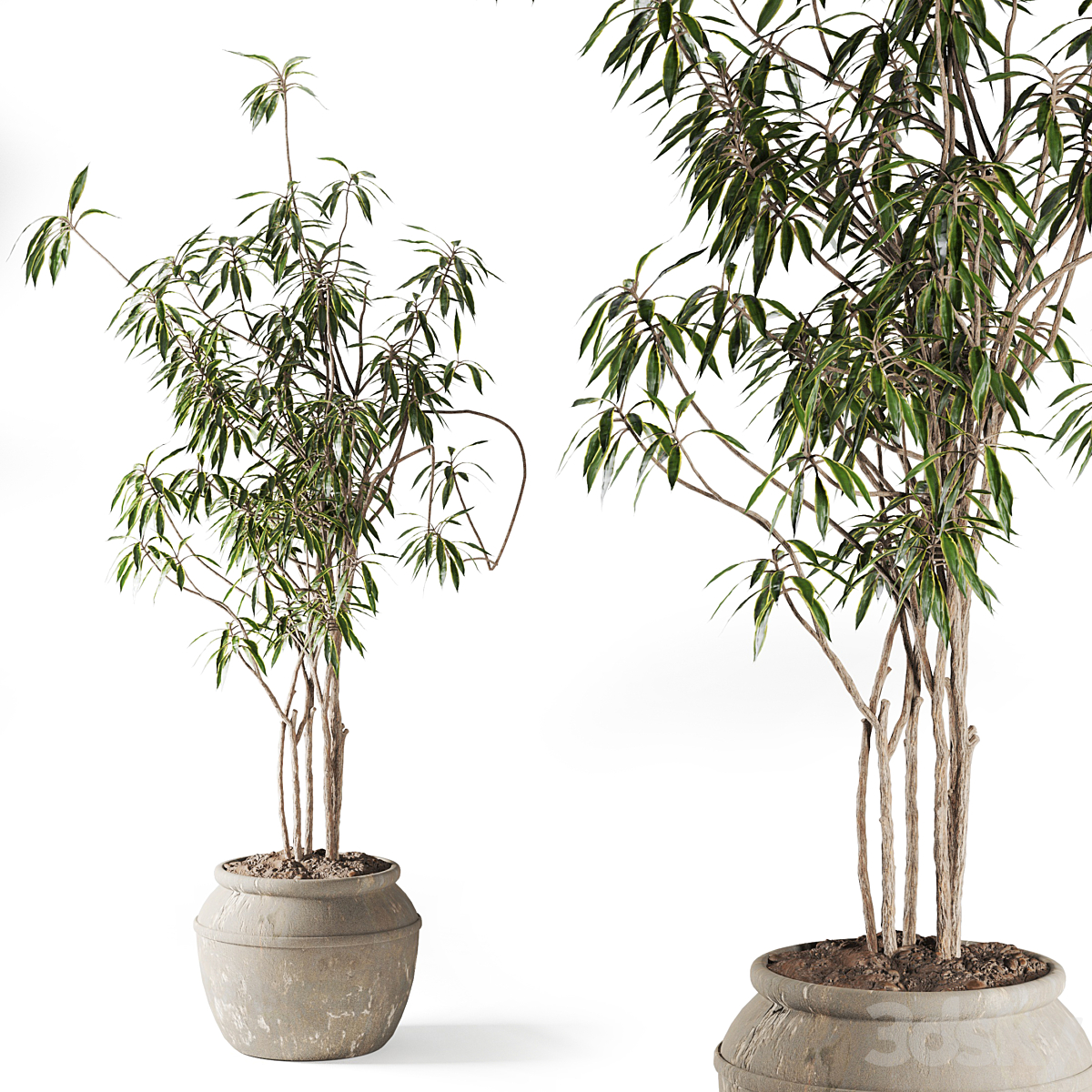 Song of India Tree_小熊猫超级