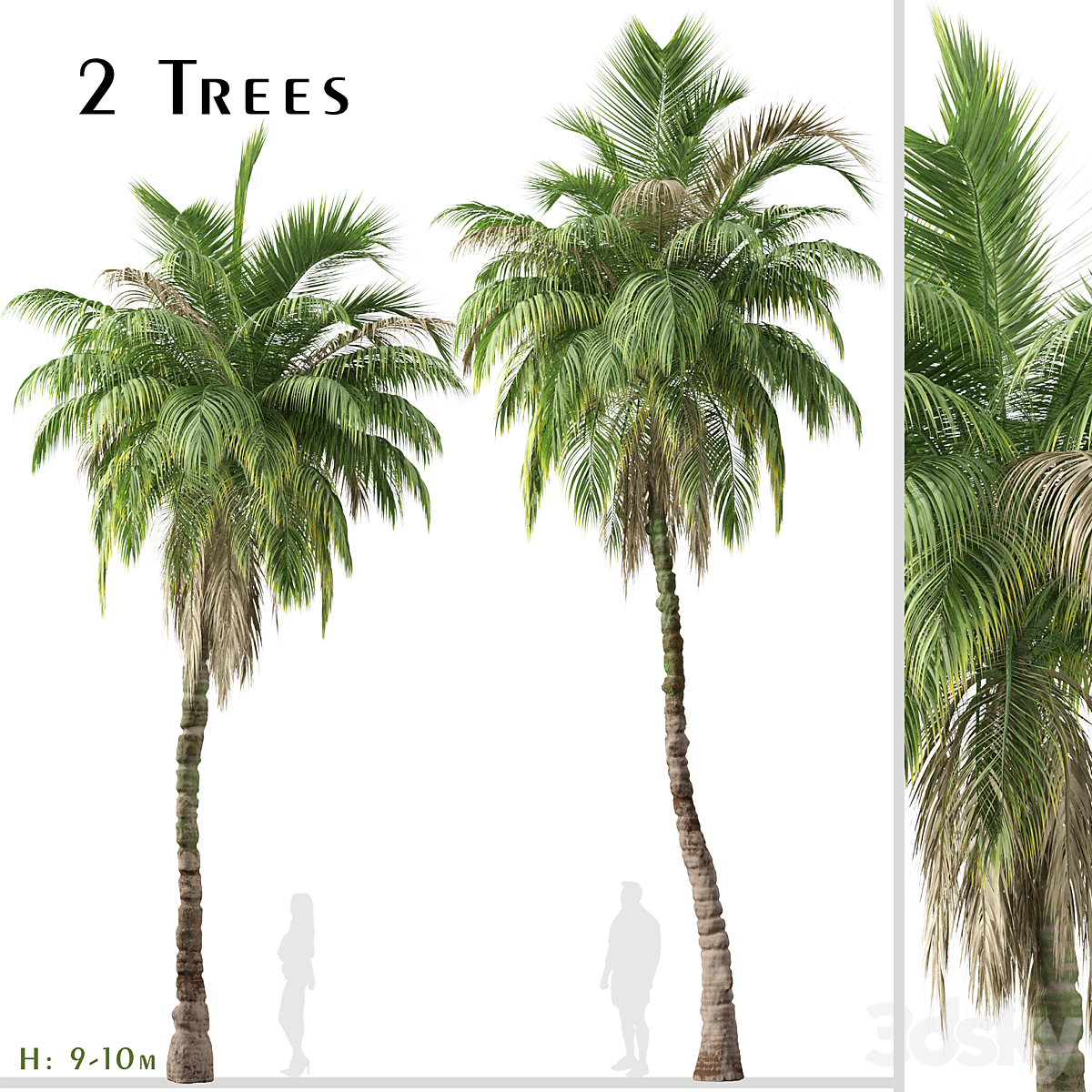 Kentia palm 套装_小熊猫超级