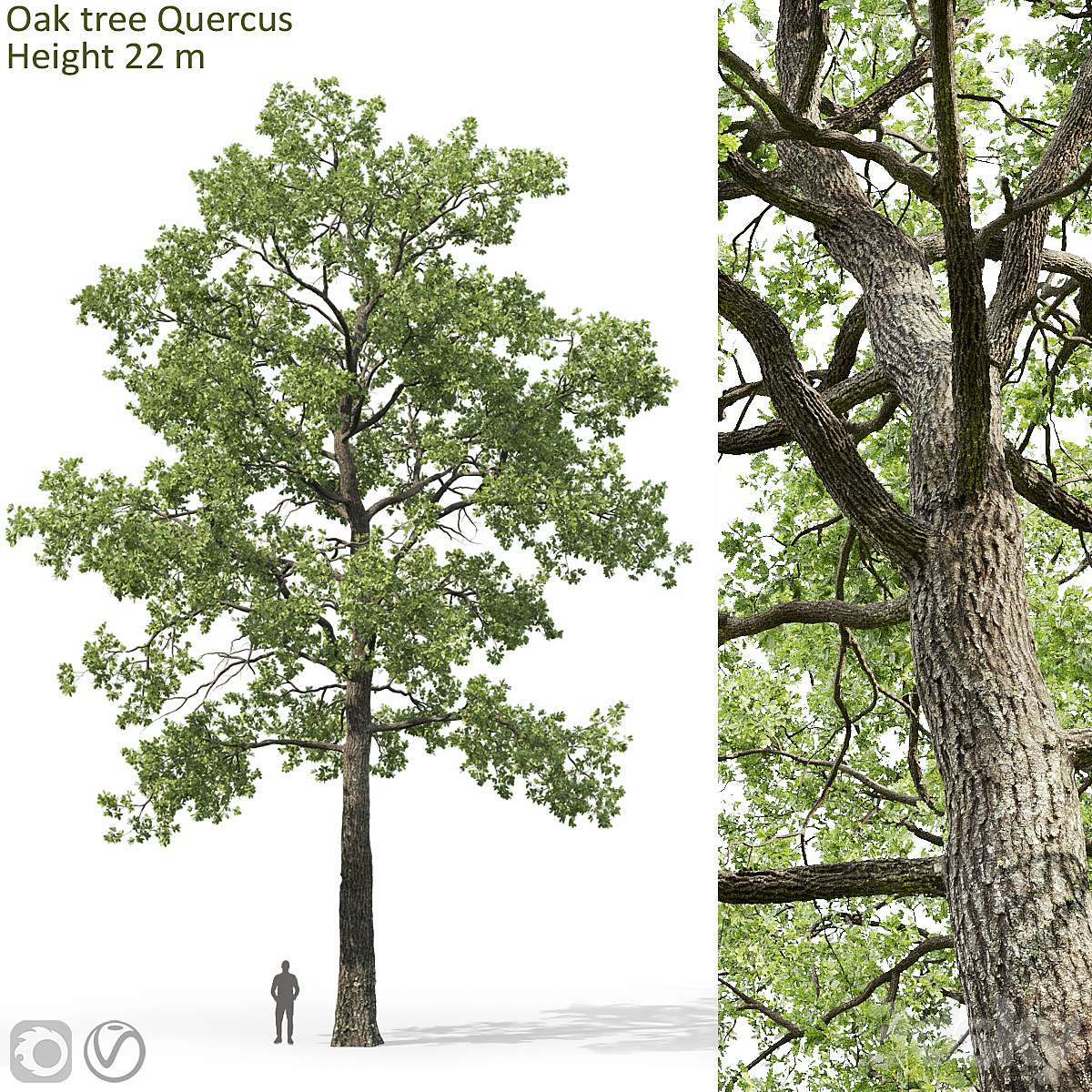 Oak-tree 05 22m 2013_小熊猫超级