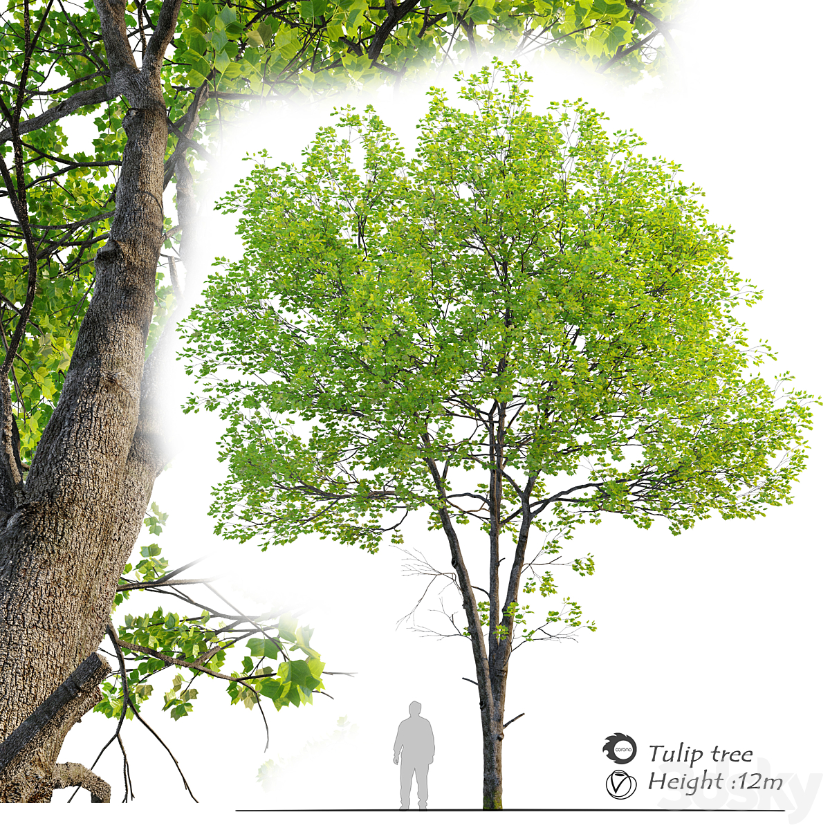 Tulip tree_小熊猫超级
