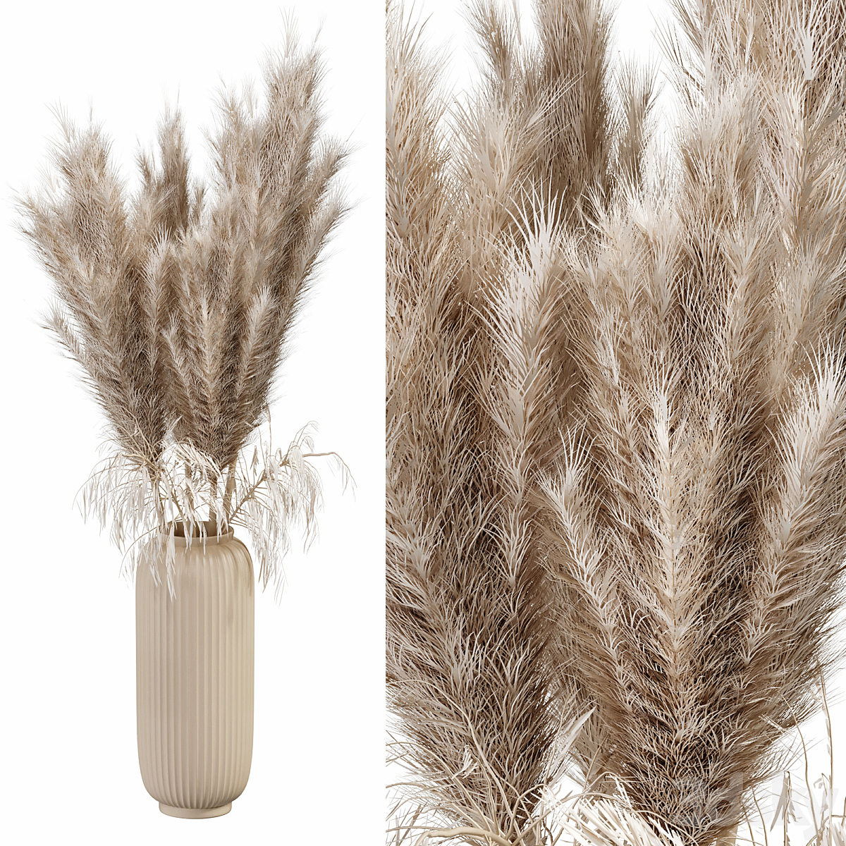 Pampas Dry flowers_小熊猫超级