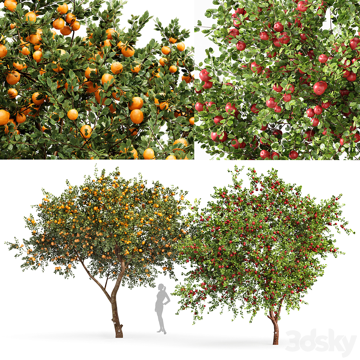 fruit trees Orange 及 apple_小熊猫超级
