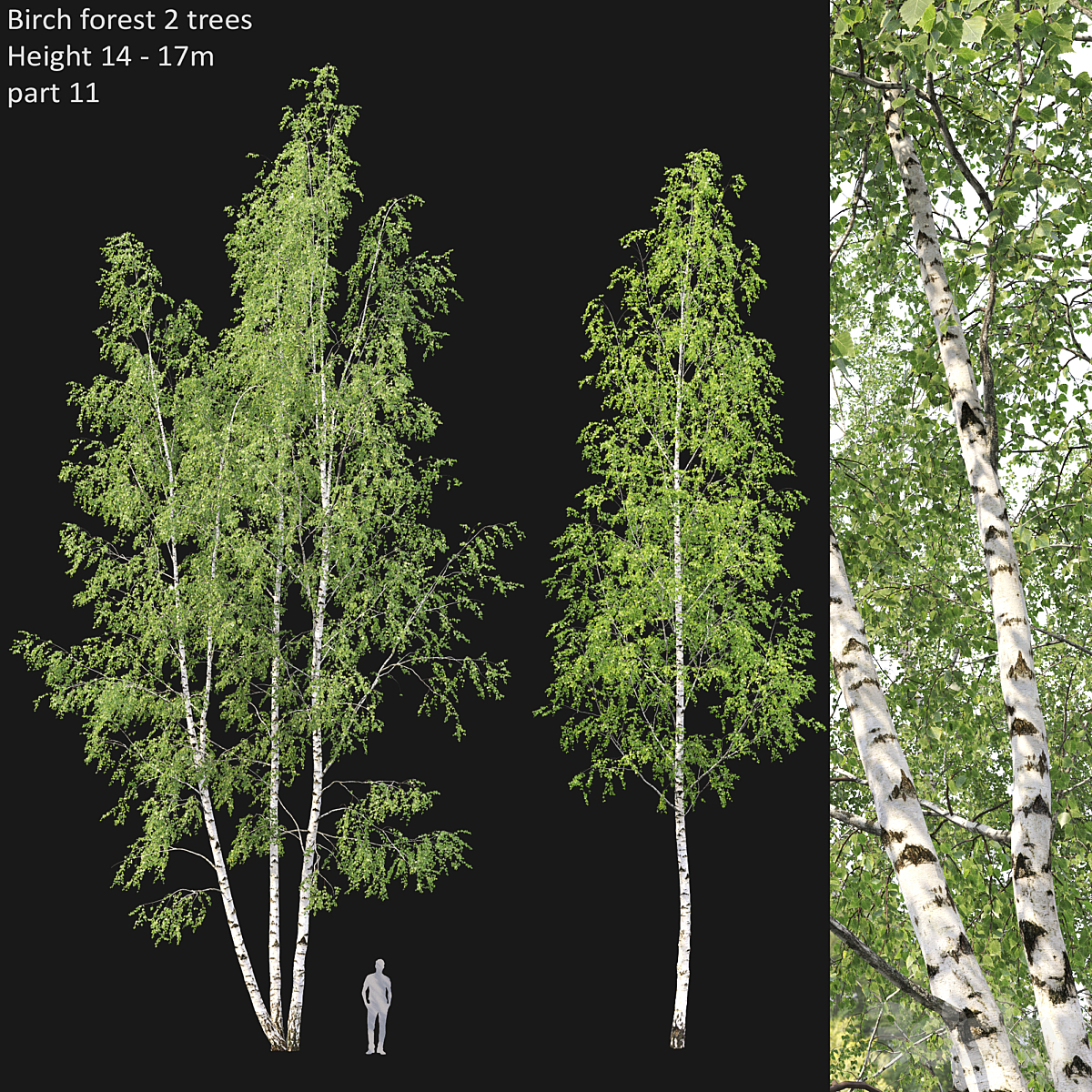 Birch forest part 11( 2013)_小熊猫超级