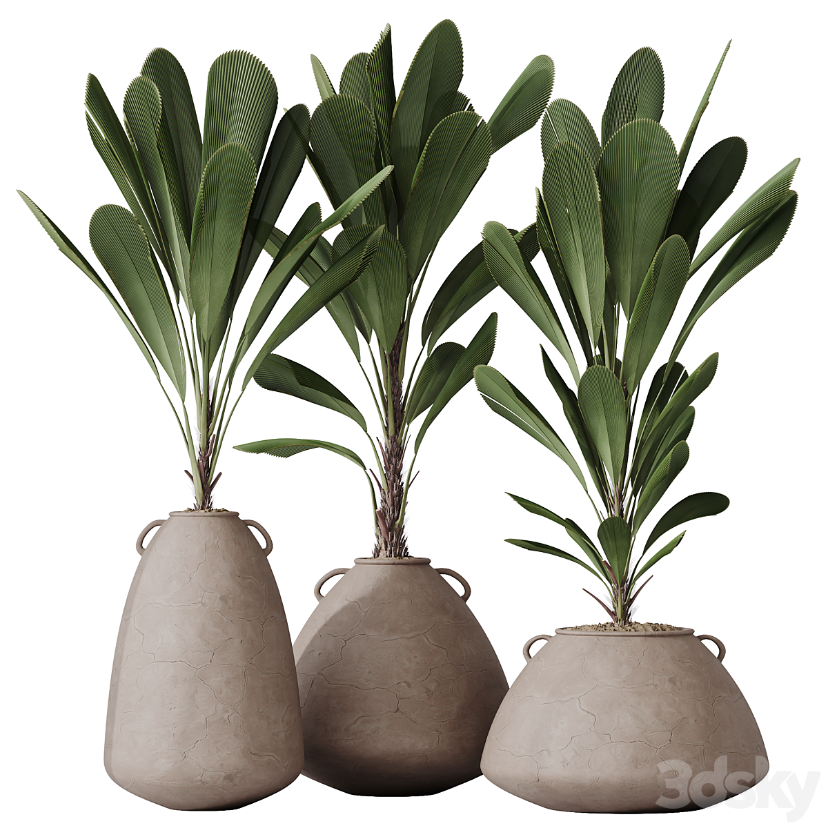 HQ HousePlants Licuala Grandis Ruffled Fan Palm 套装03_小熊猫超级