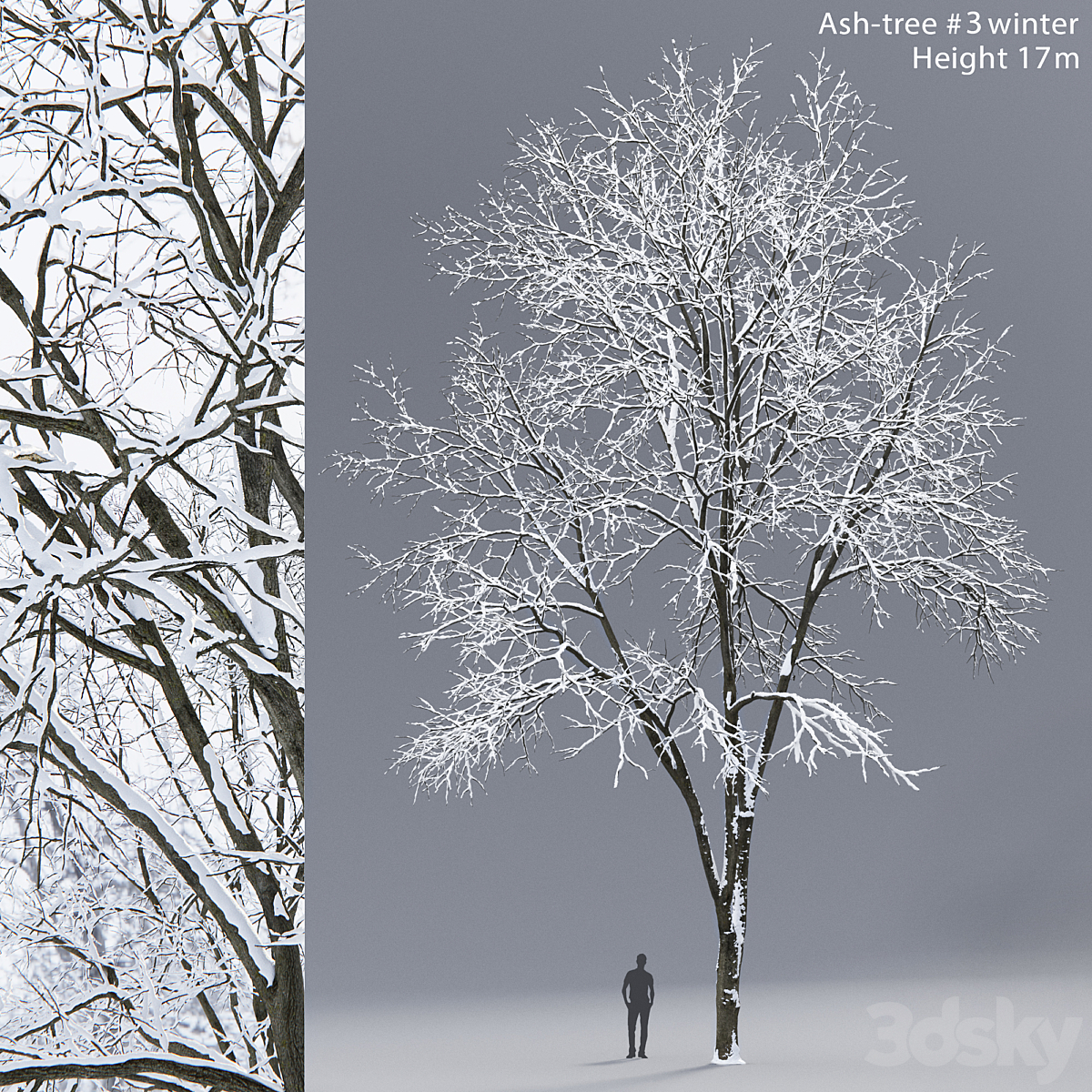 Ash-tree 03 winter(17m)(收纳盒 2013)_小熊猫超级