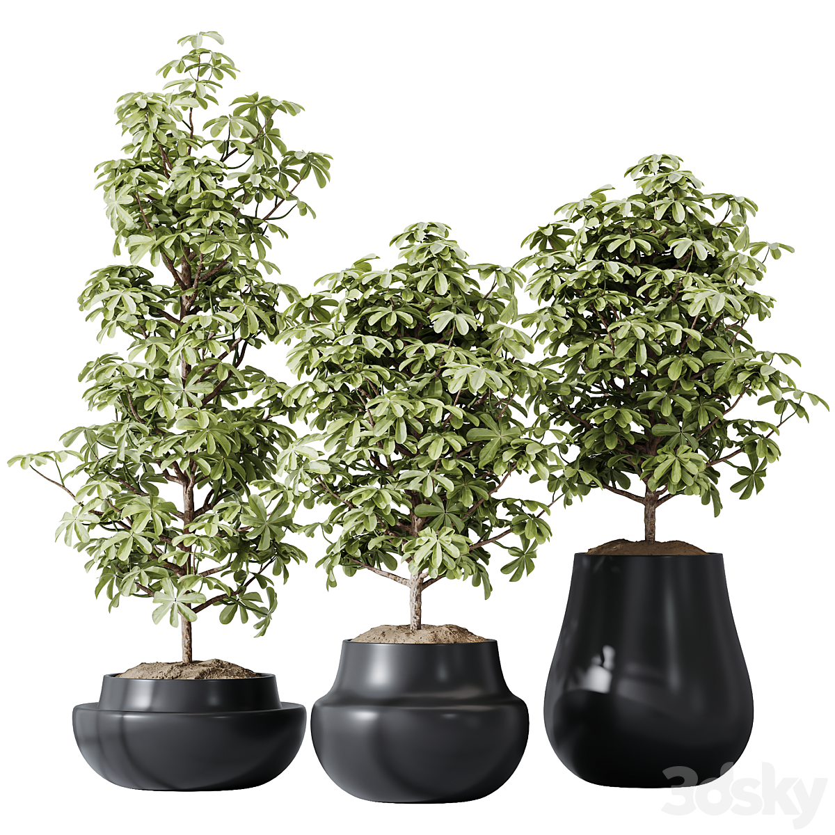 HQ HousePlants Schefflera Arboricola Umbrella 套装03_小熊猫超级