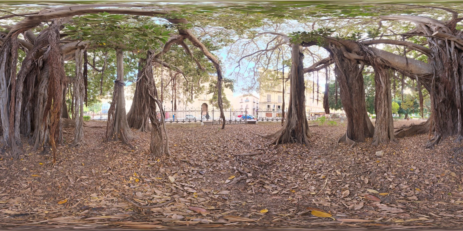 Old Tree in City 公园_小熊猫超级