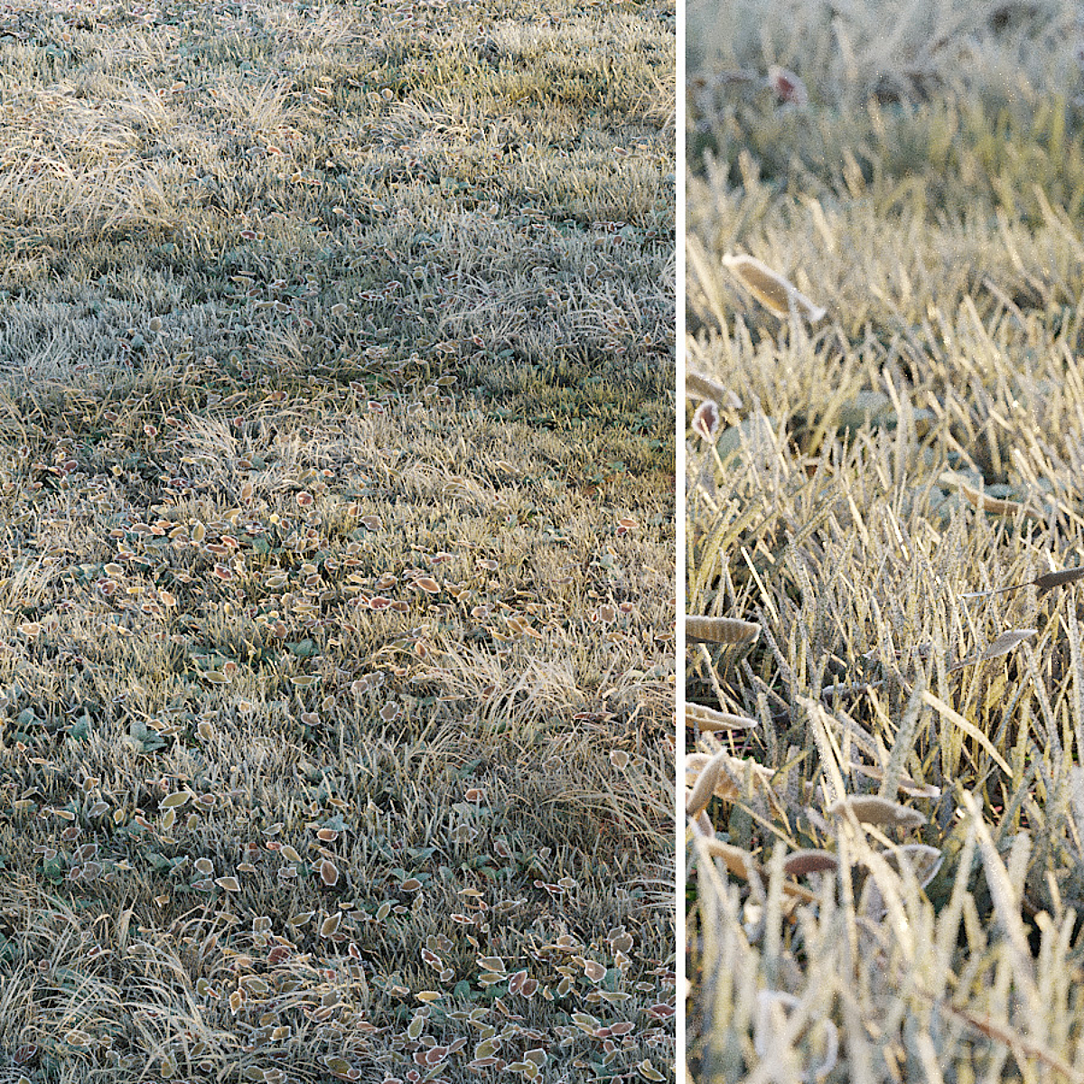 GrassFrost 2016_小熊猫超级