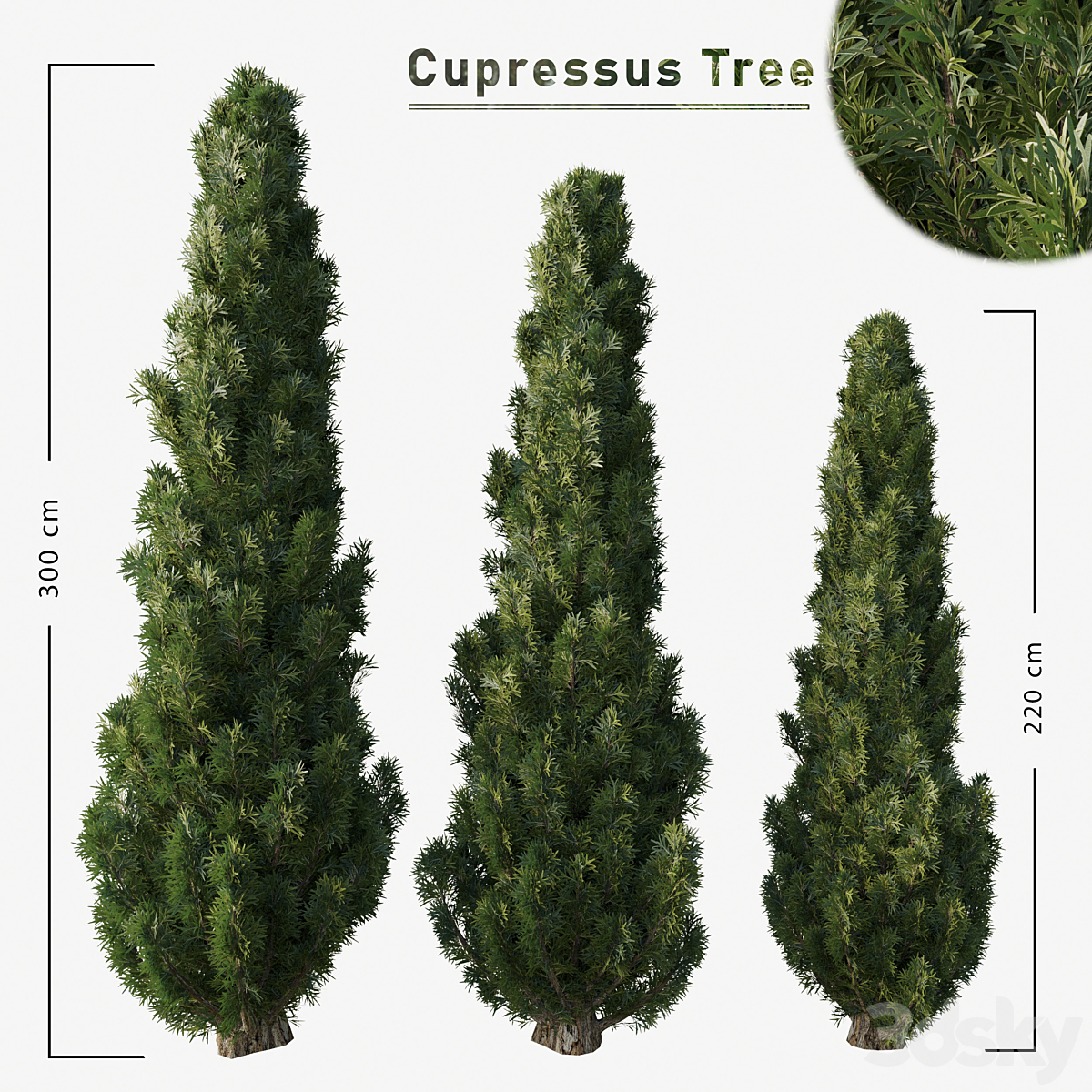 Cupressus tree_小熊猫超级
