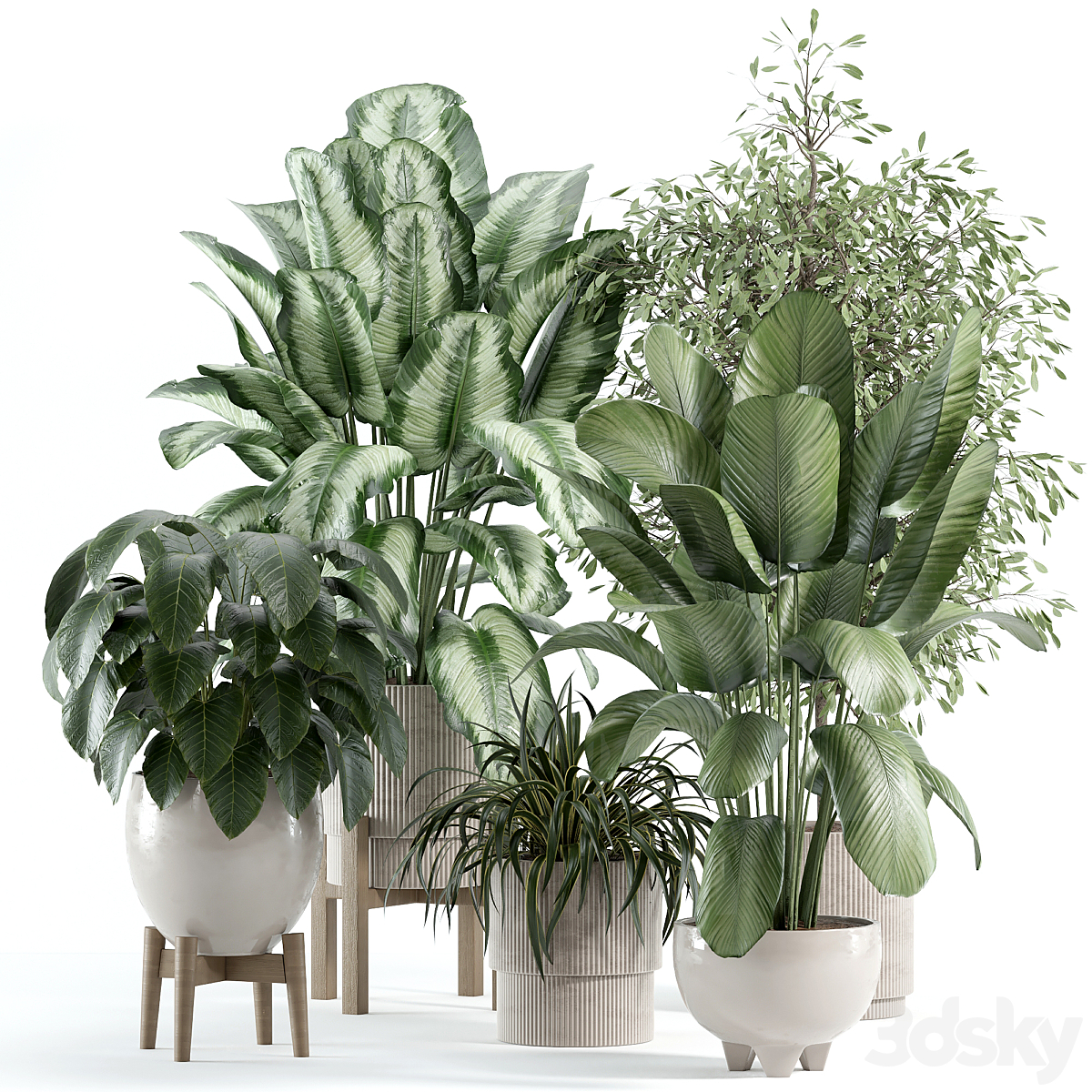 indoor-植物-246_小熊猫超级