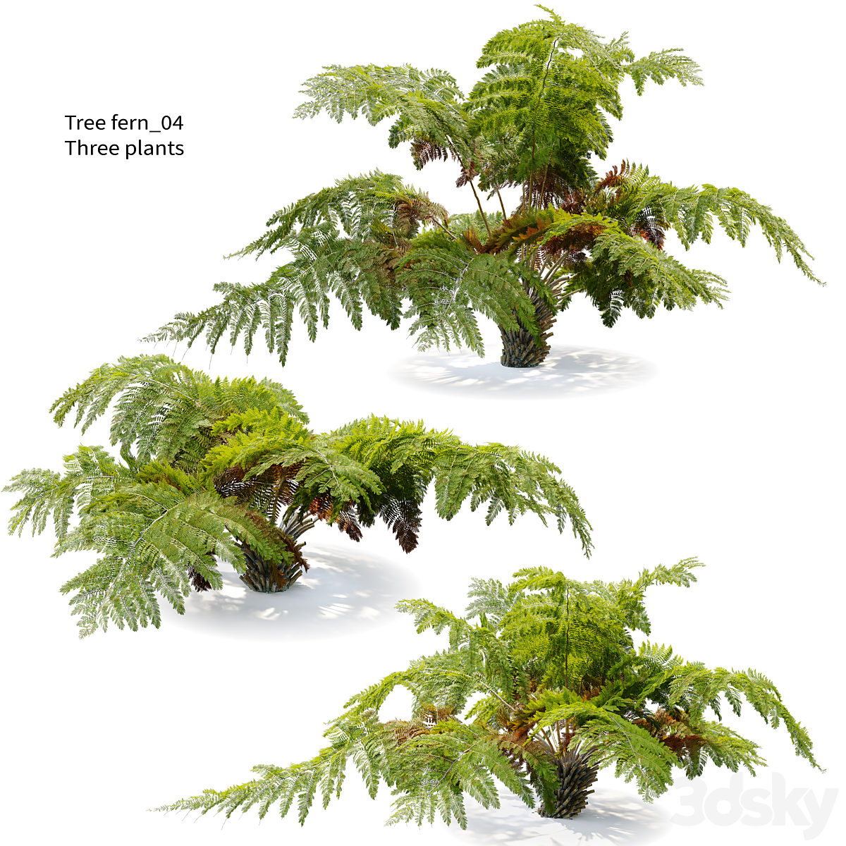 Tree fern 4_小熊猫超级