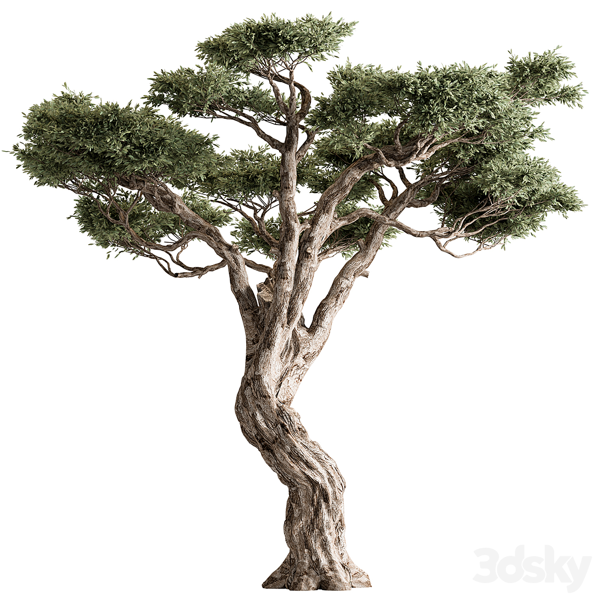 Tree-套装250( )_小熊猫超级