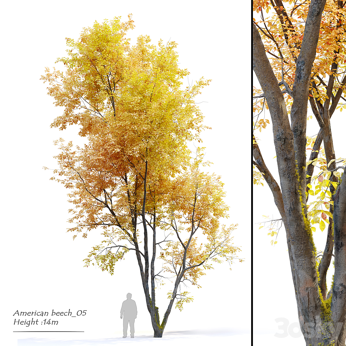 Autumn American beech_小熊猫超级