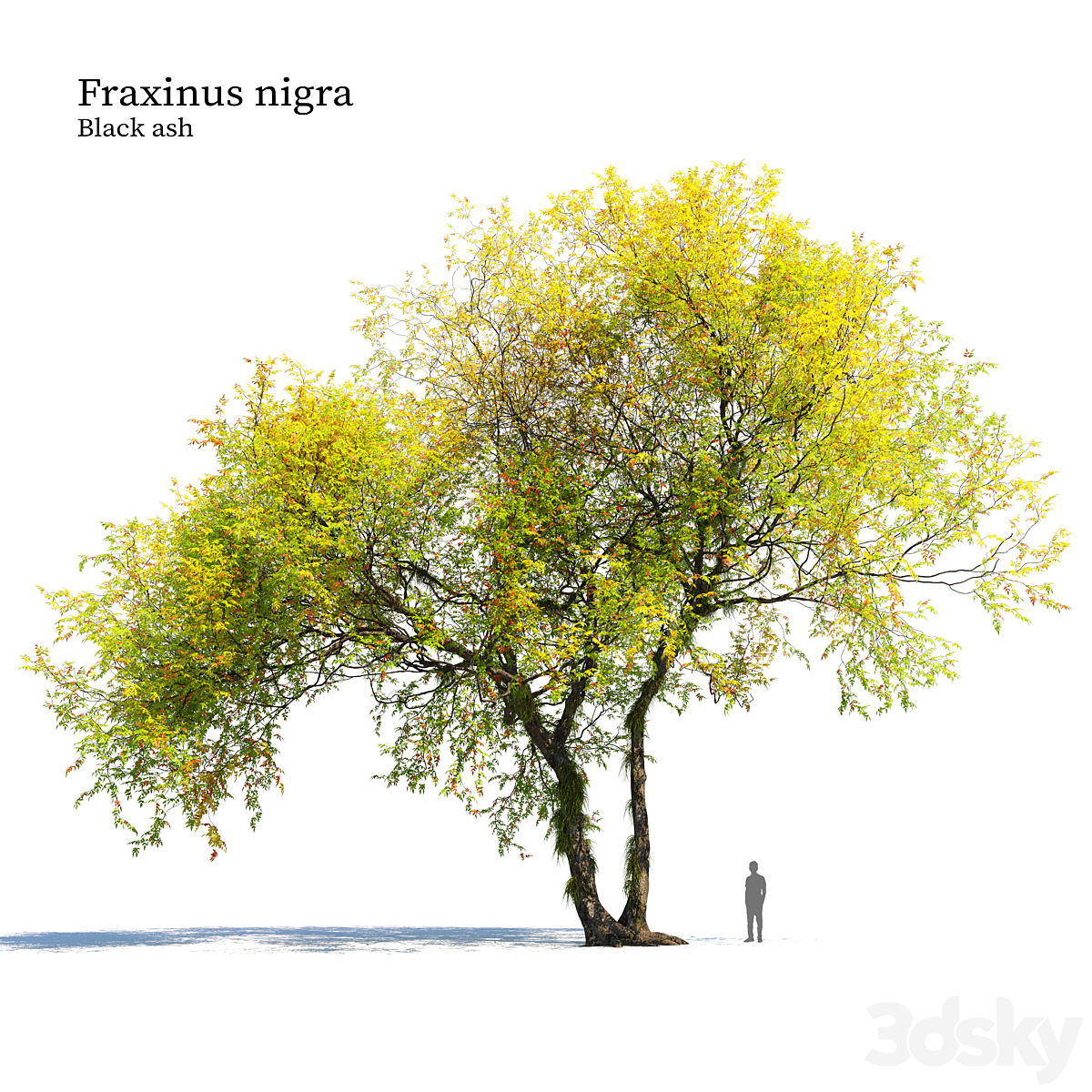 Fraxinus nigra_小熊猫超级