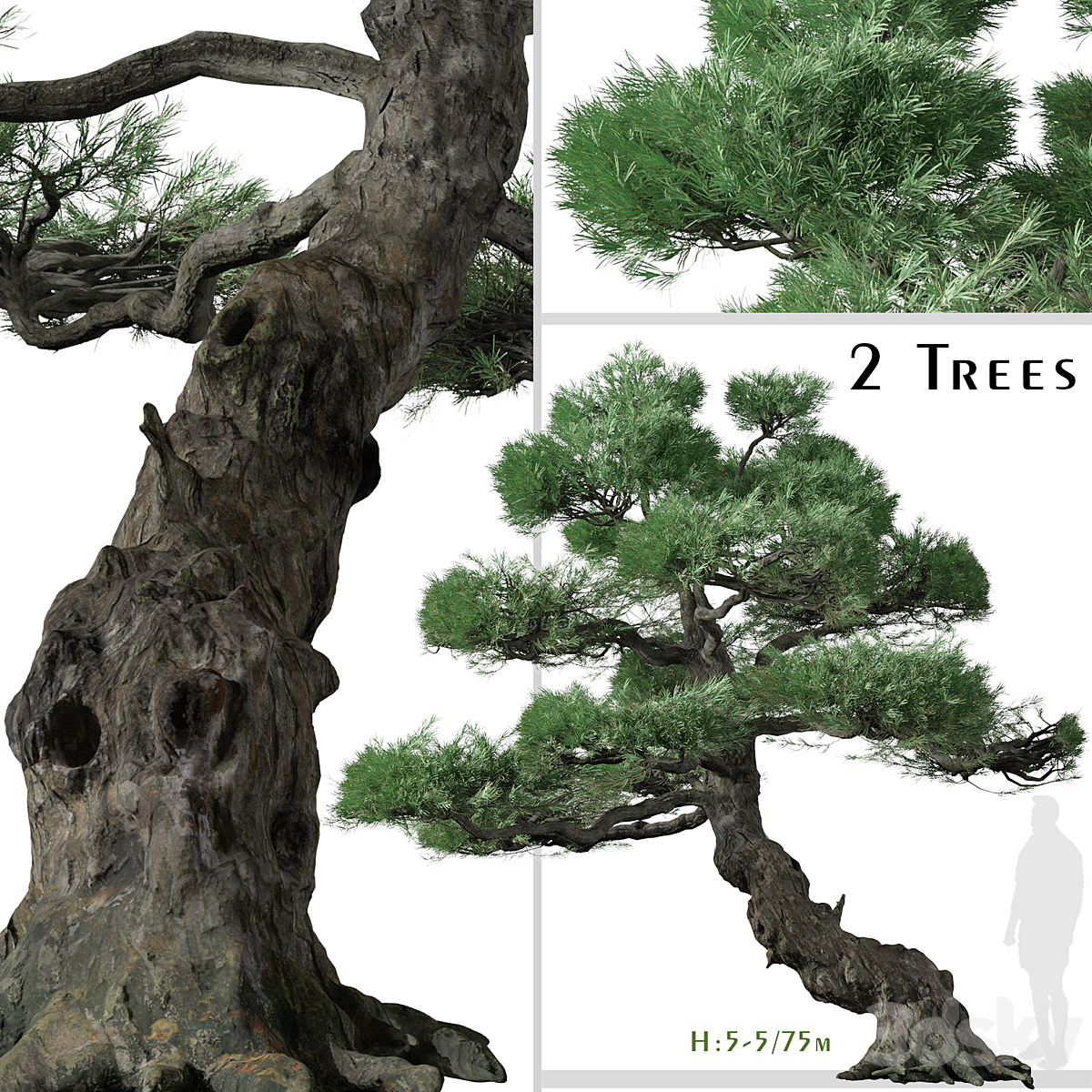 Japanese 白色 Pine_小熊猫超级