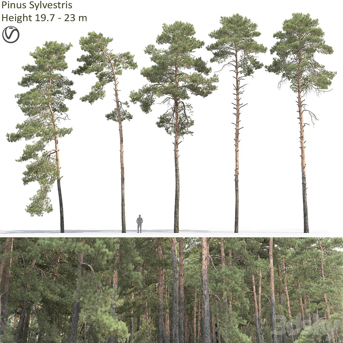 Pinus Sylvestris 31(19.7-23m)( 2013)_小熊猫超级
