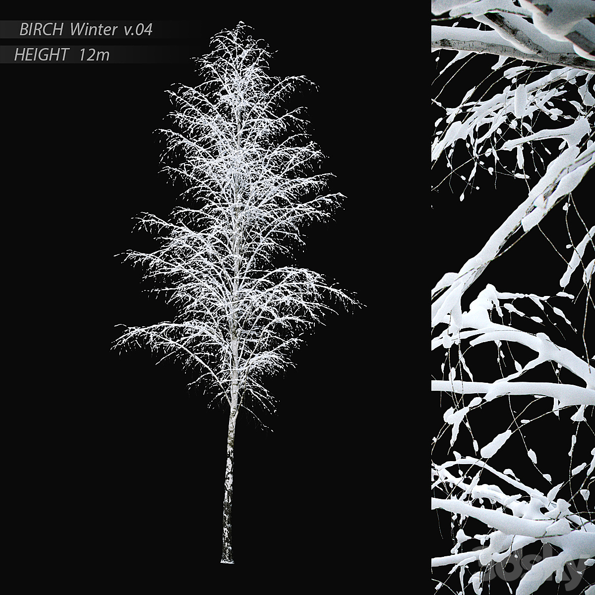 cMesh Birch 04 12m Winter Max 2013_小熊猫超级