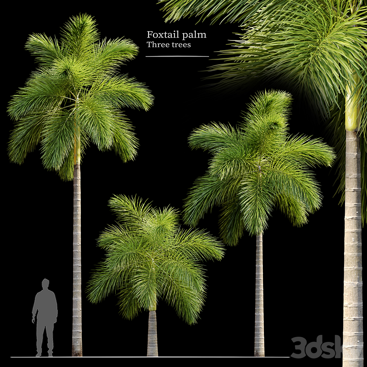 Foxtail palm_小熊猫超级
