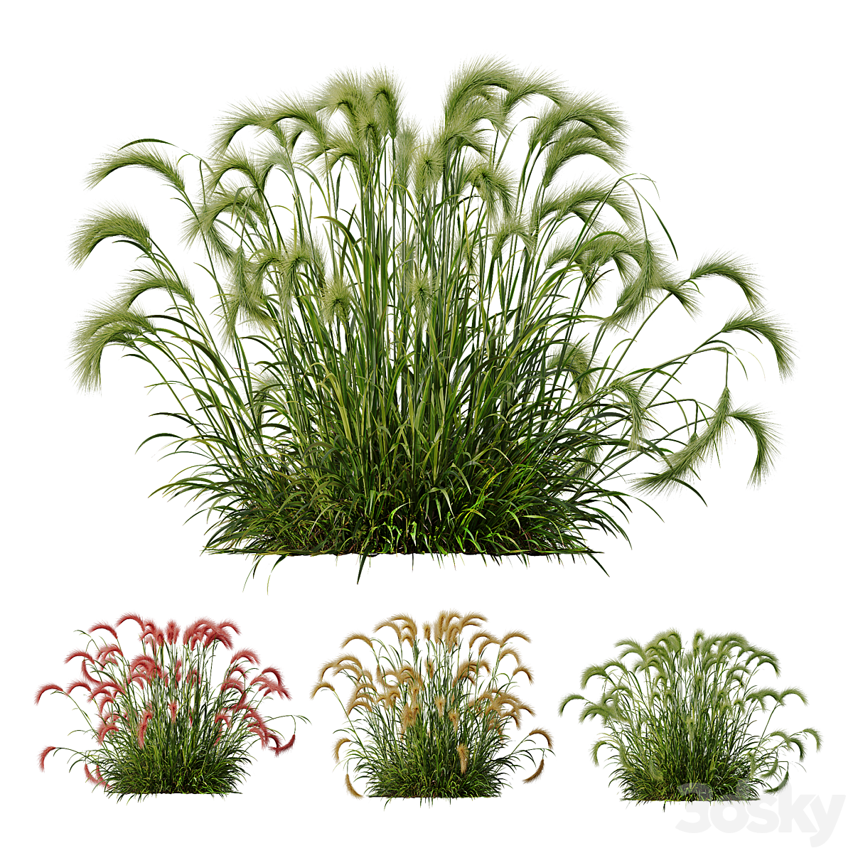 Hordeum Jubatum Foxtail Barley Ornementale Orge Version03_小熊猫超级