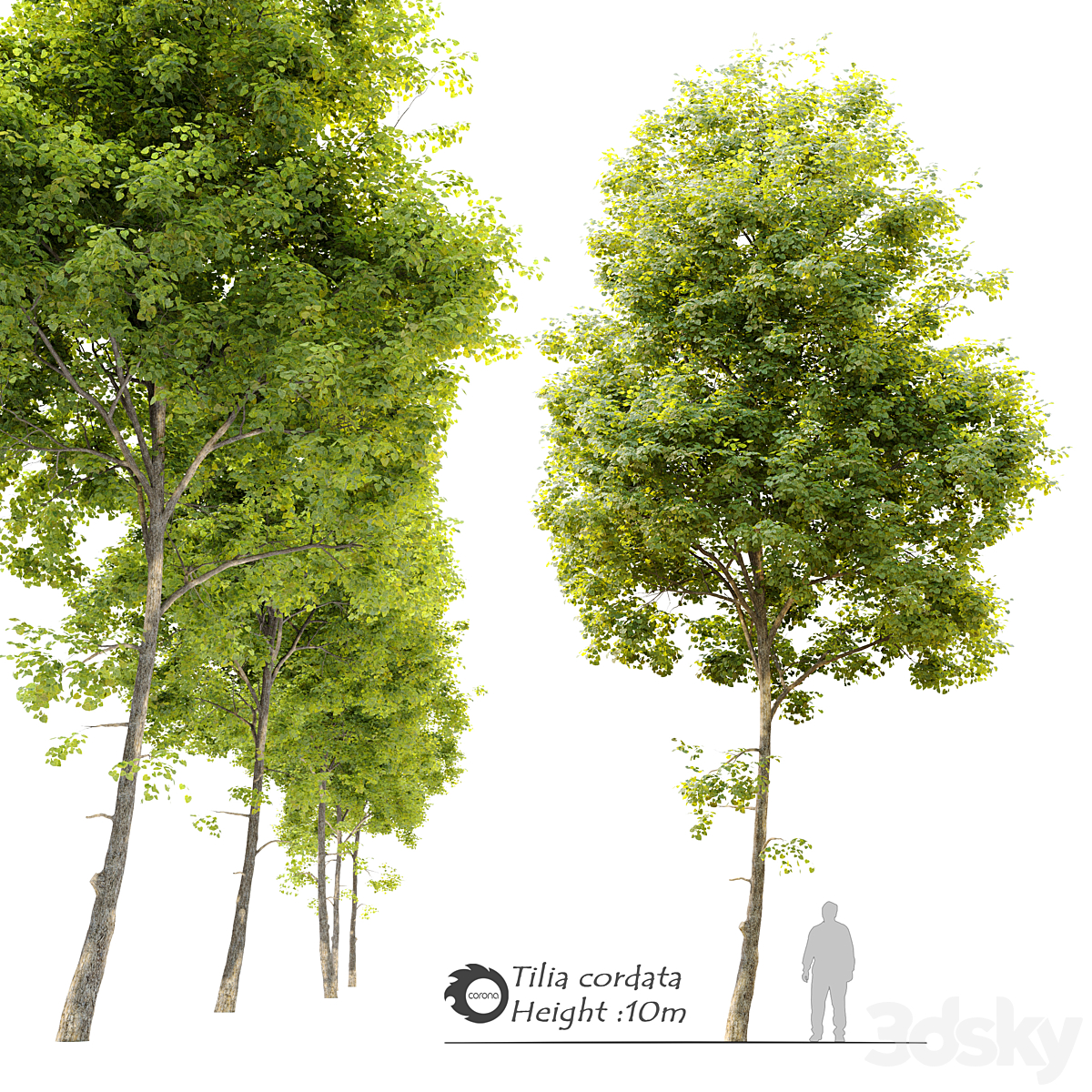Tilia cordata_小熊猫超级