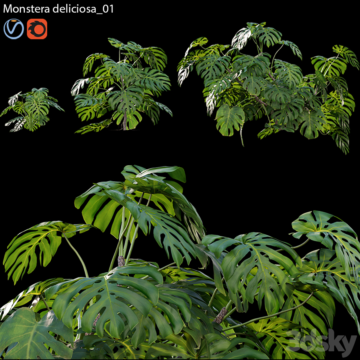 3DTree Monstera deliciosa 01_小熊猫超级