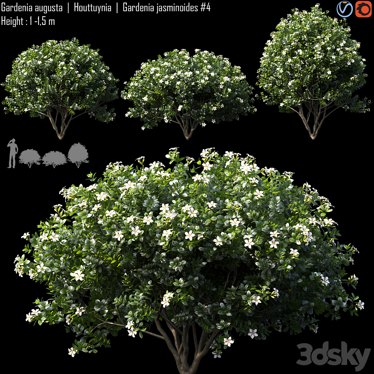 Gardenia augusta 04_小熊猫超级