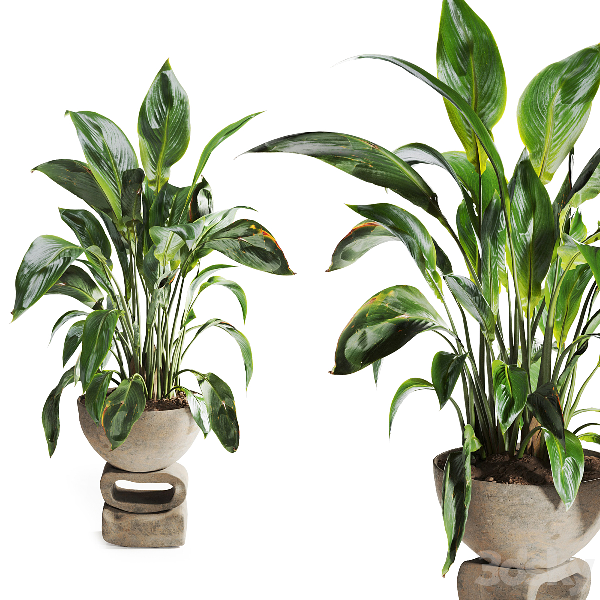 Spathiphyllum-植物--石材-Pot_小熊猫超级