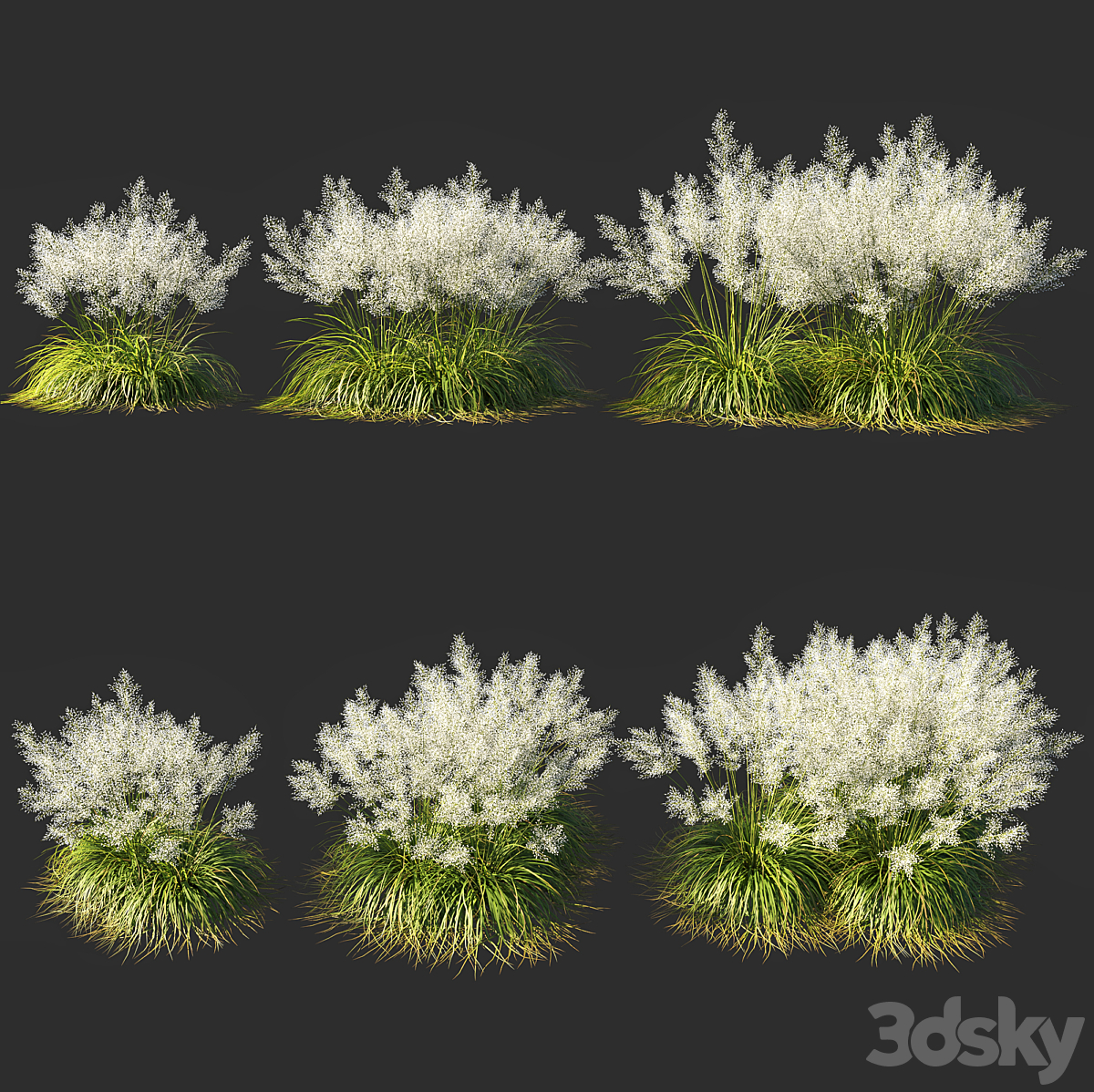 Muhly grass 白色 03 2014_小熊猫超级