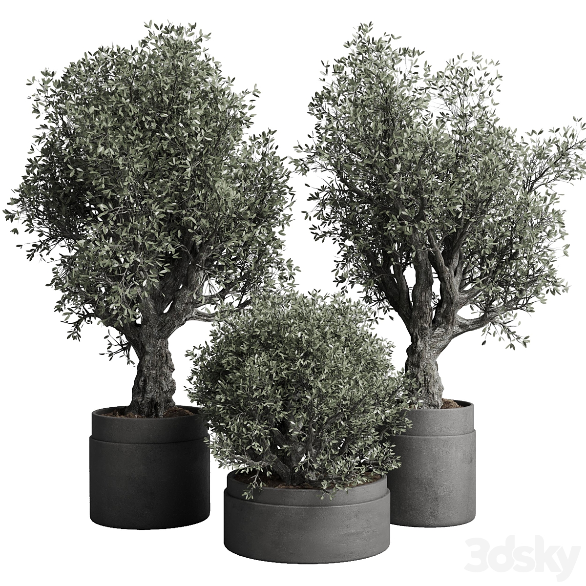 Collection outdoor 植物 129 pot old olive tree concrete old_小熊猫超级