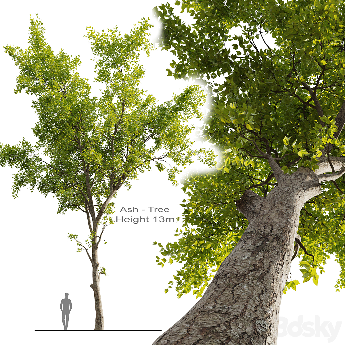 Ash Tree 01_小熊猫超级