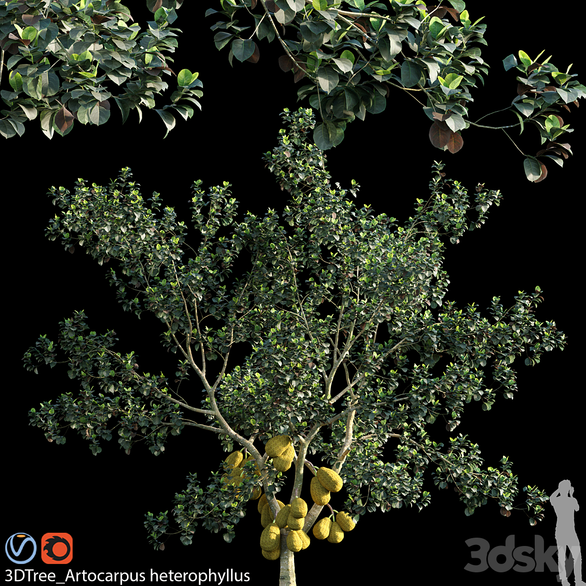 3DTree Artocarpus heterophyllus 02_小熊猫超级
