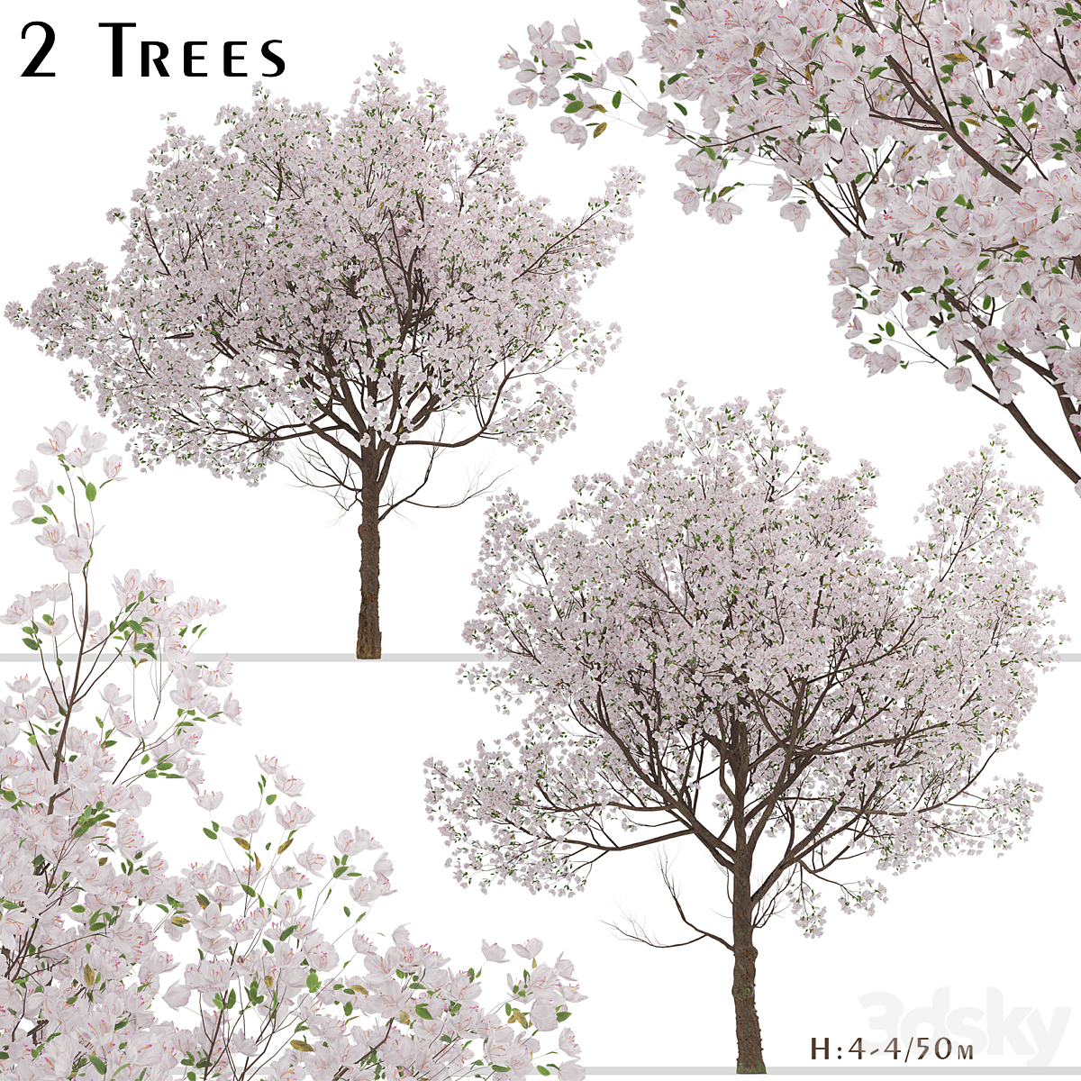 Yoshino Cherry Tree_0cac98_小熊猫超级