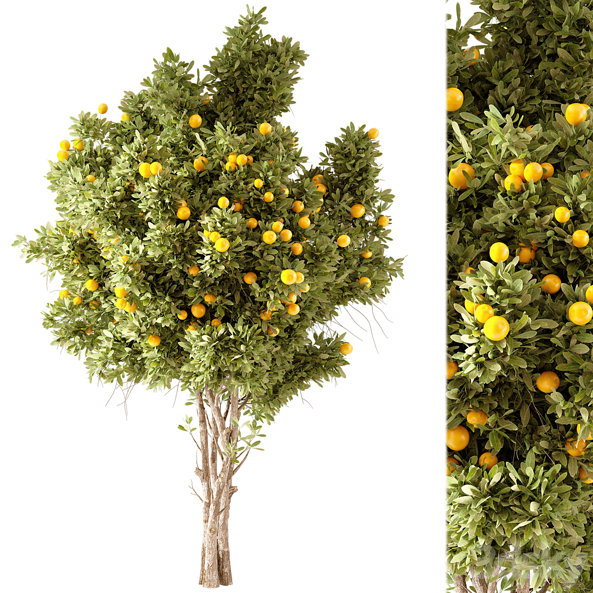 Orange Tree01_小熊猫超级