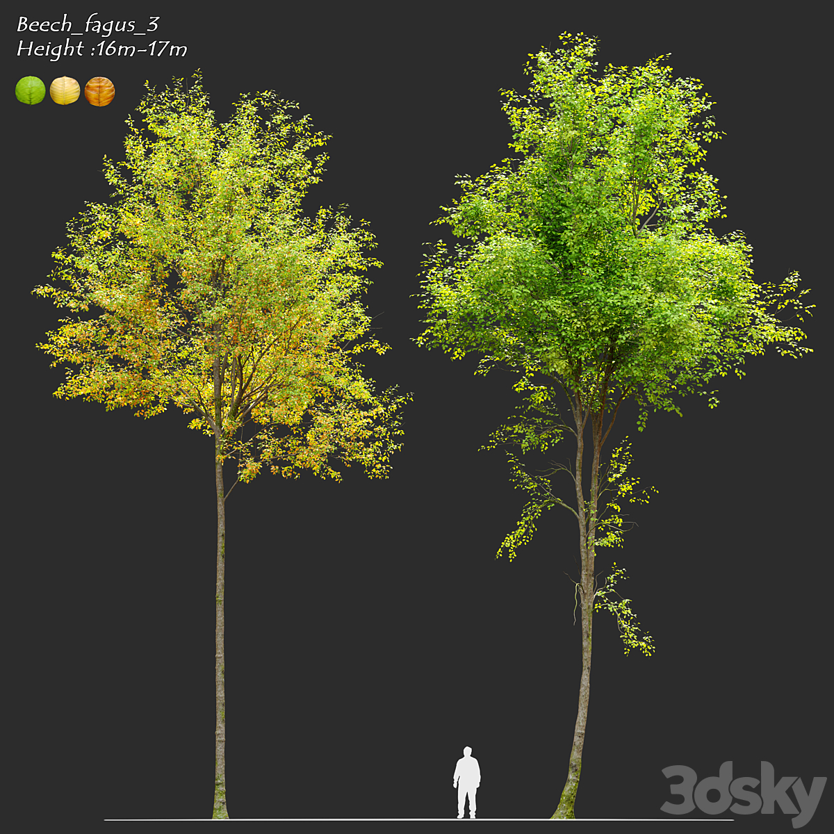 Beech 3_小熊猫超级