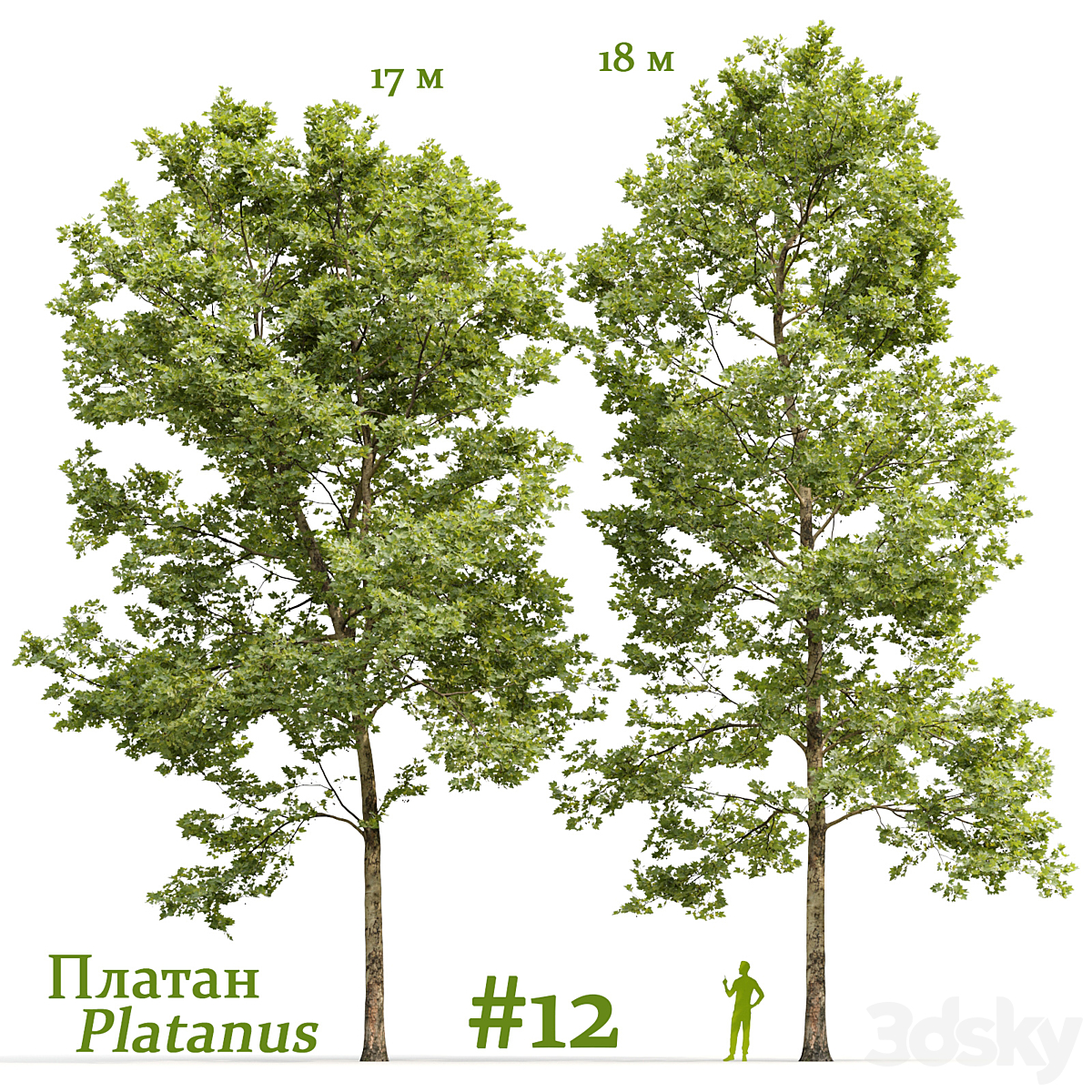 Platanus V12 2016_小熊猫超级