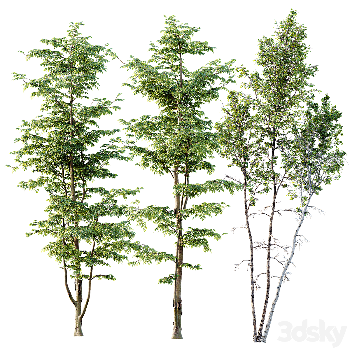 Carpinus Betulus 03_小熊猫超级