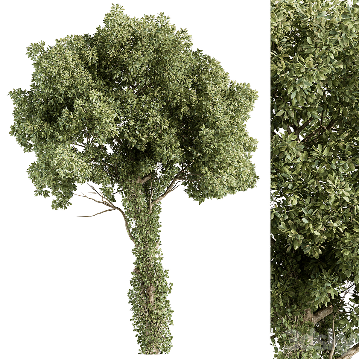 Tree-套装230( )_小熊猫超级
