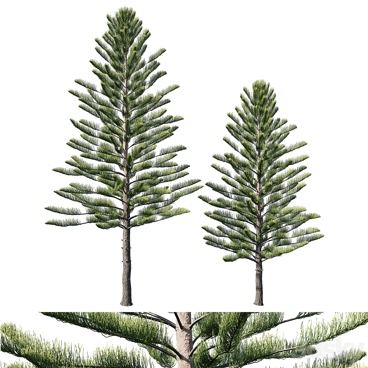 Araucaria heterophylla 2013_小熊猫超级