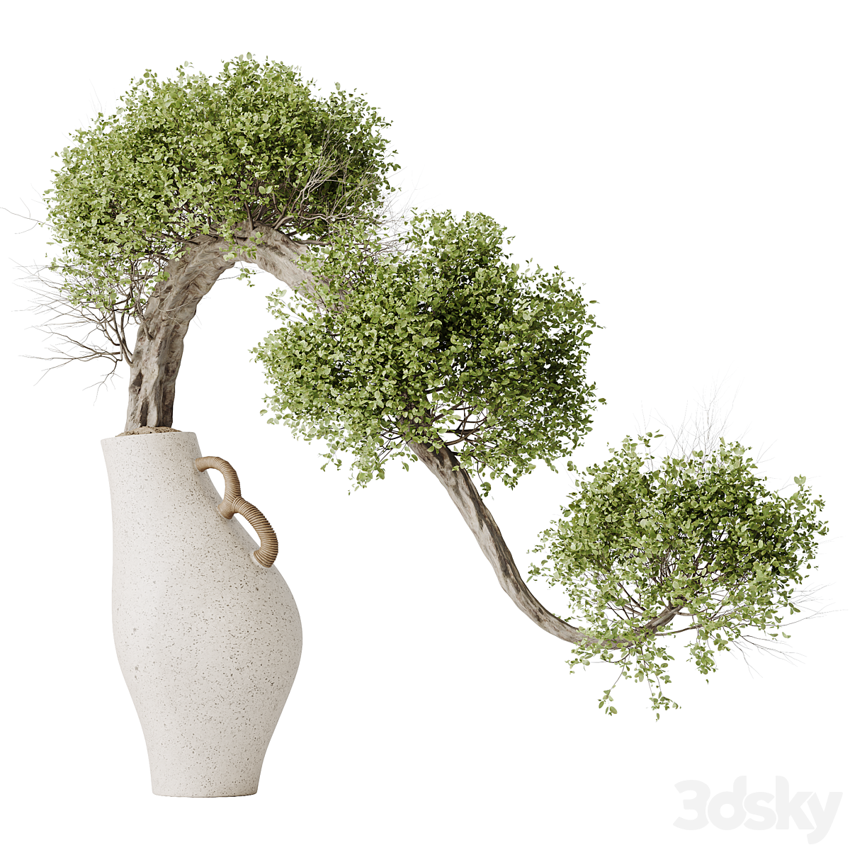 HousePlants Ficus Retusa Microcarpa Bonsai Ginseng04_小熊猫超级