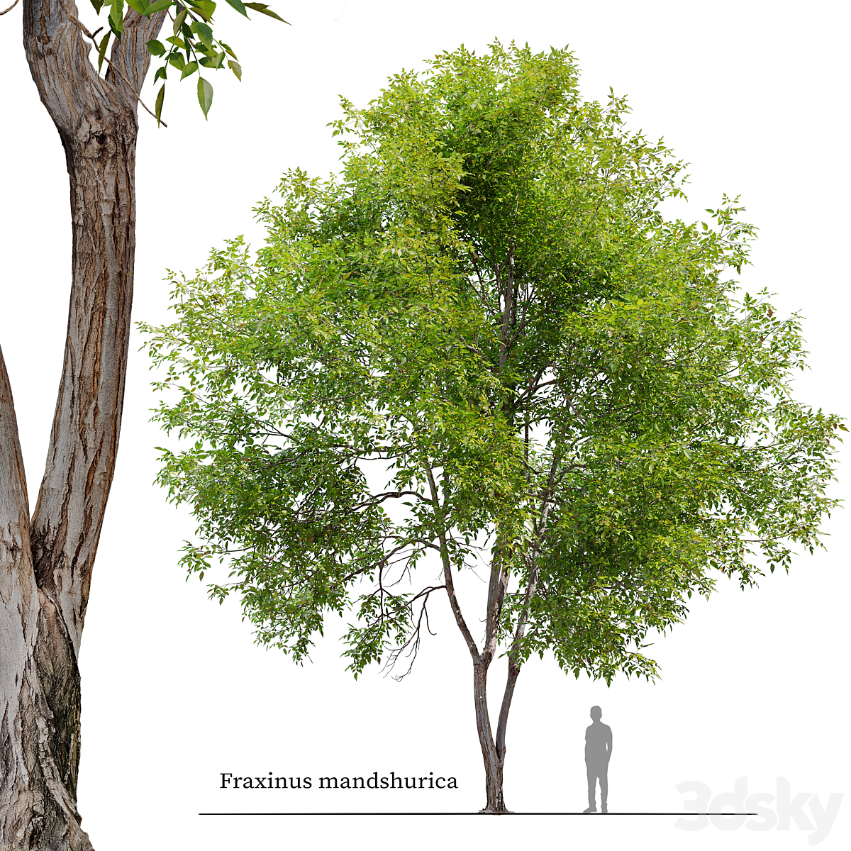 Fraxinus mandshurica_小熊猫超级