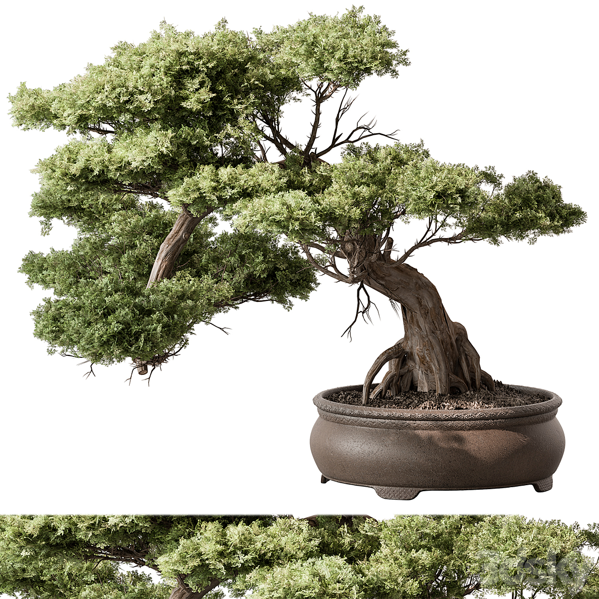 Indoor-植物584( )_小熊猫超级