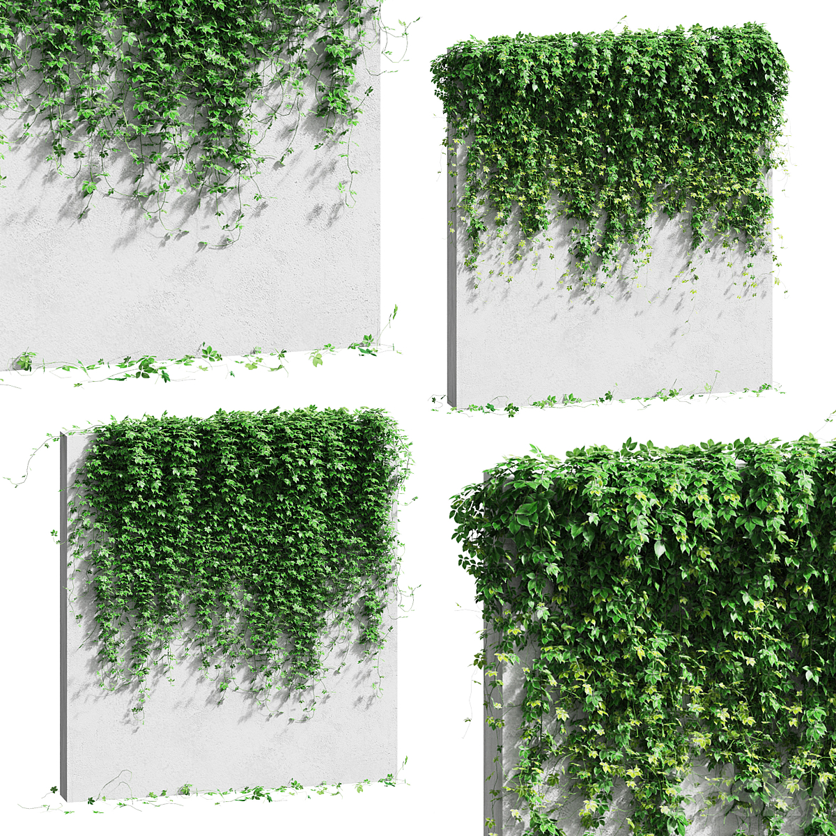 Ivy wall 14_小熊猫超级