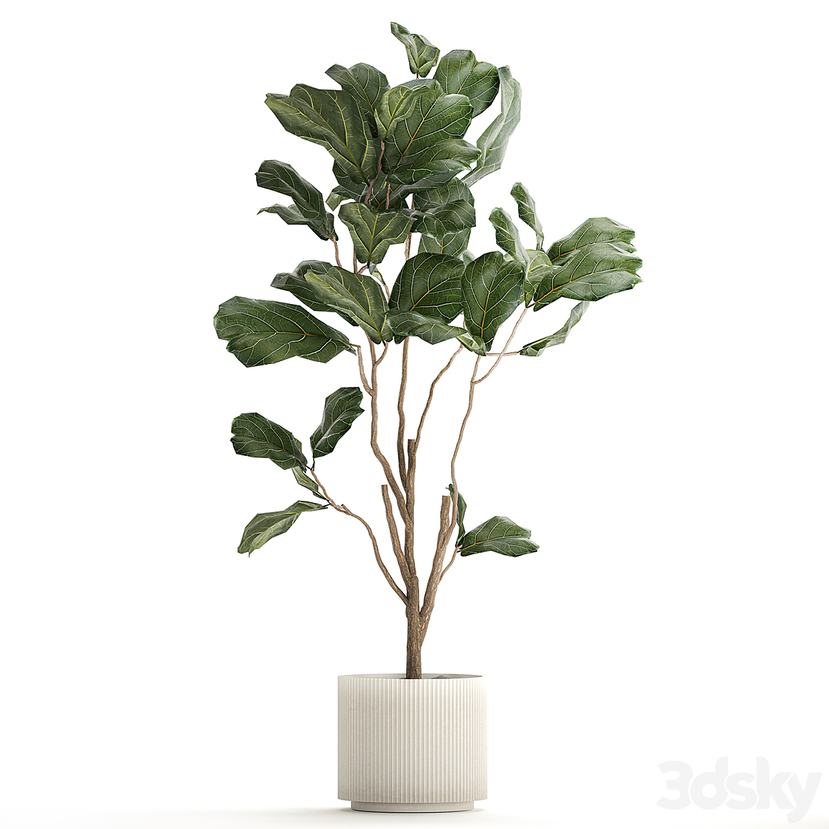 Ficus lyrata 22032023_小熊猫超级