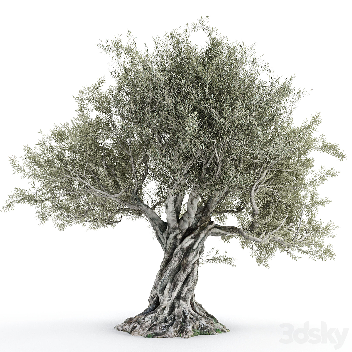 Olive Tree 2 2012_小熊猫超级